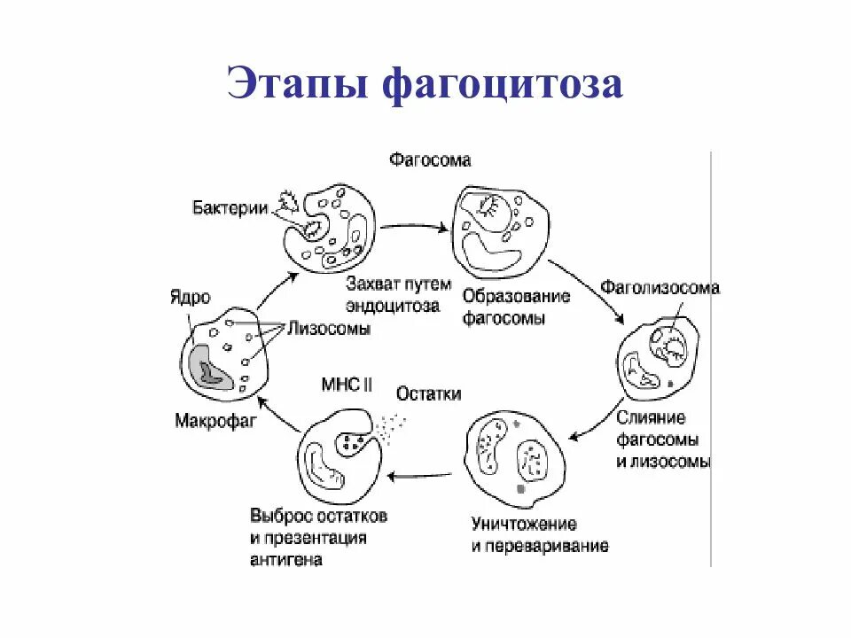Схема фагоцитоза лизосом. Фагосома это. Схема начального этапа фагоцитоза. Лизосомы и фагосомы. Фагоцитоз лизосома.