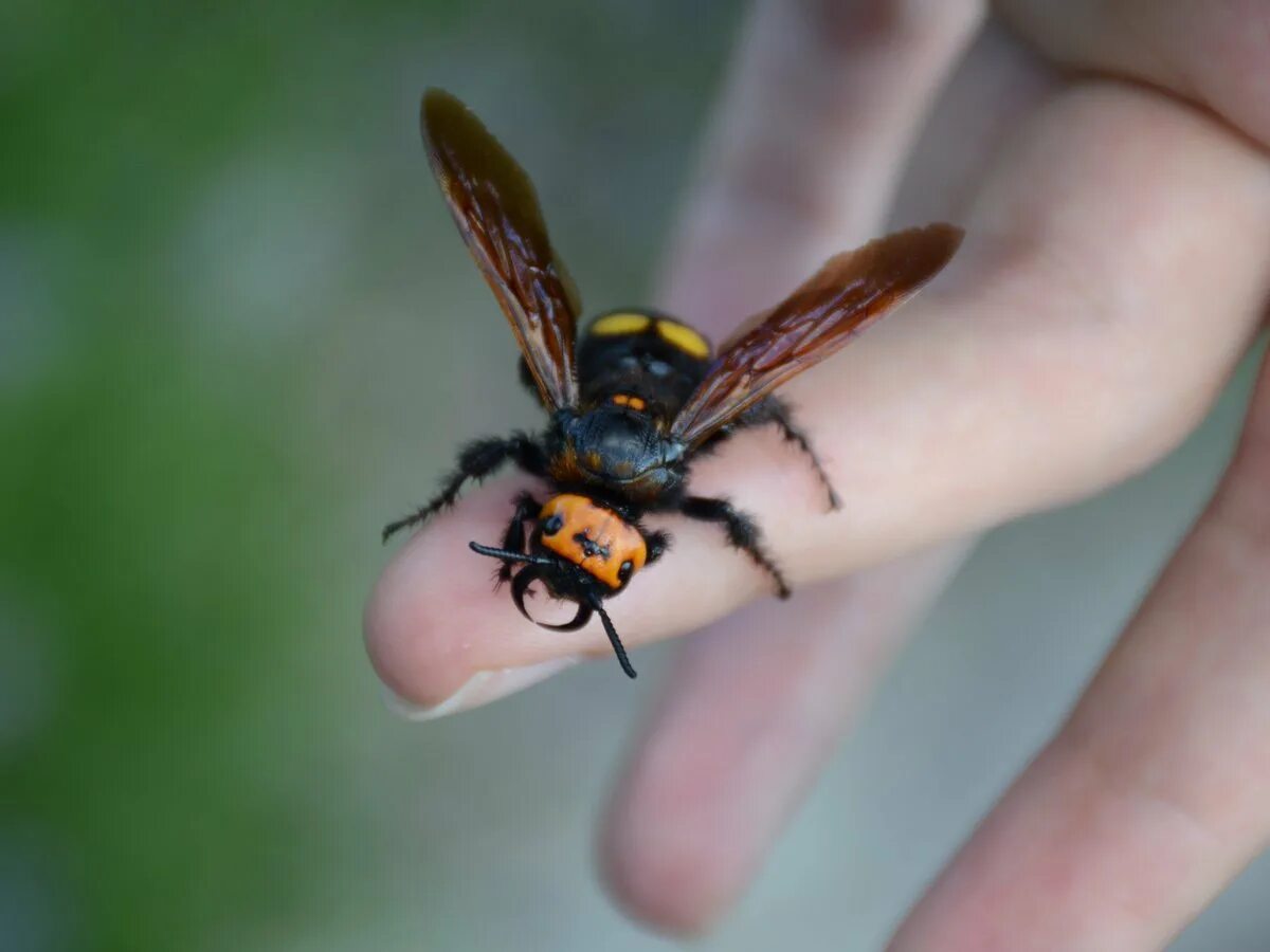 Муха стеклянница. Шершень vespa crabro. Жук шершень фото. Bald faced hornet. Шершень обыкновенный.