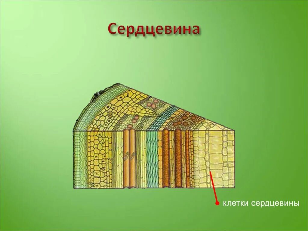 Тип ткани растения древесина. Строение древесины Ксилема. Что такое трахеиды у стебля древесины. Образовательная ткань камбий сосуды древесины. Строение древесины трахеиды.