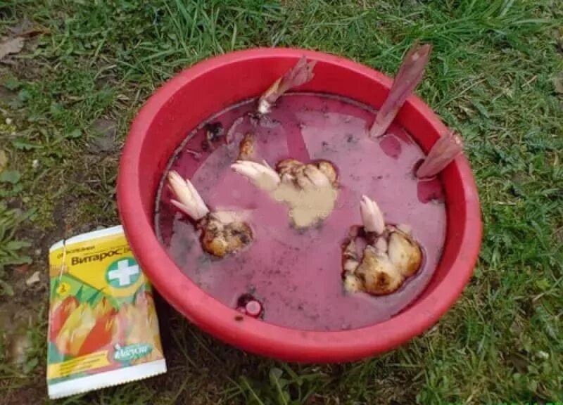 Лилии посадка. Клубни лиатриса. Посадка лилий в открытый грунт. Саранка клубни. Пророщенная луковица лилии.