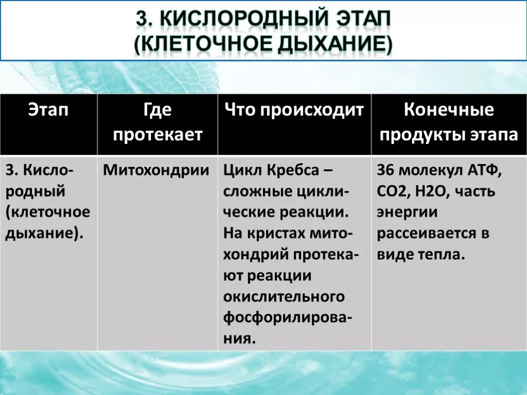 Изменения дыхания клеток. Этапы клеточного дыхания. Этапы клеточного дыхания таблица. Стадии клеточного дыхания. Кислородный этап клеточного дыхания.