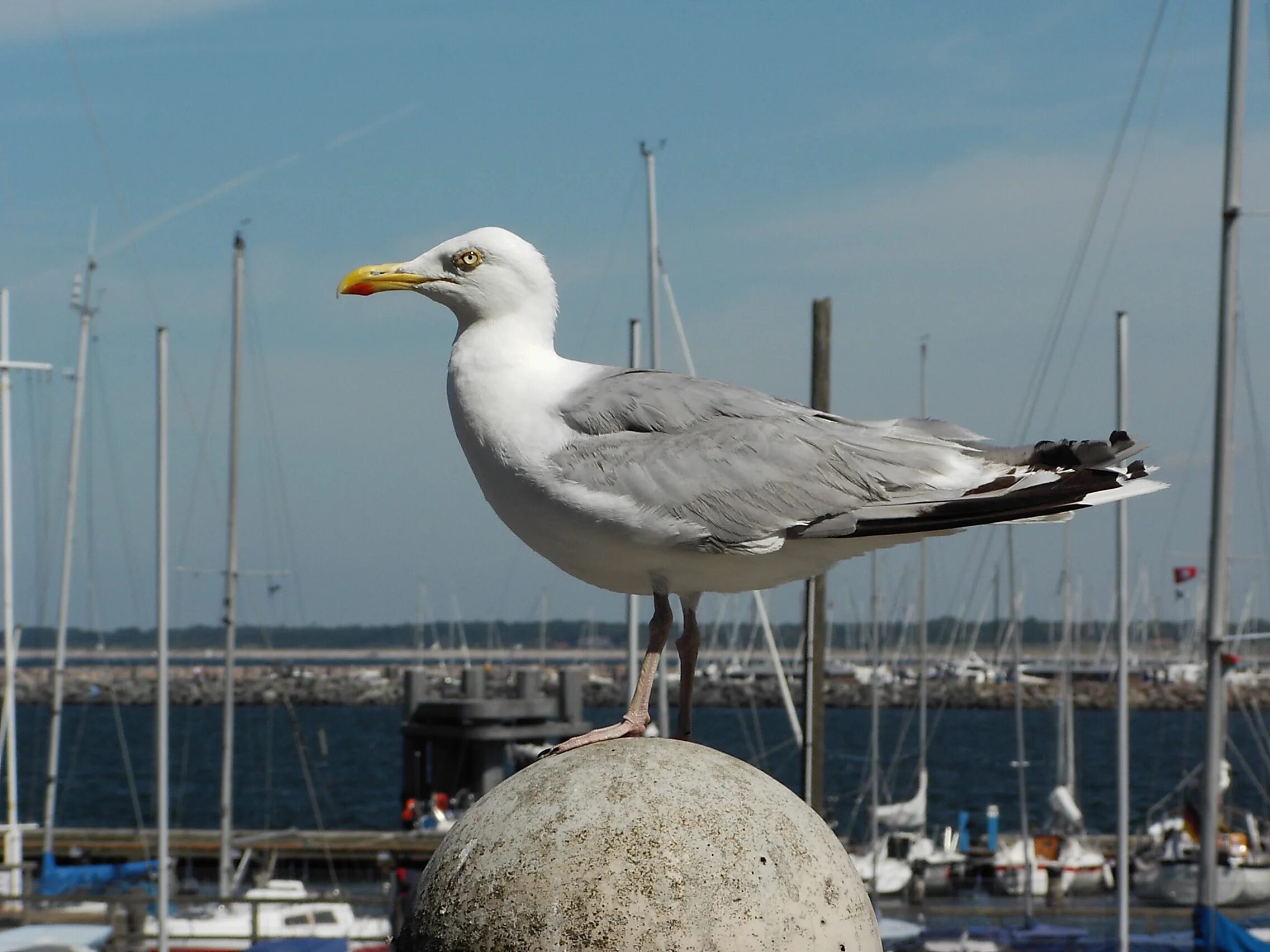 Чайки звуко. Большая морская Чайка (Larus Marinus). Европейская сельдевая Чайка. Серебристая Чайка в Санкт-Петербурге Баклан. Чайка серебристая Мурманск.