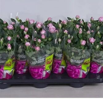 Купила цветок в горшке в магазине