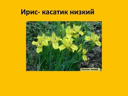 Желто красная книга