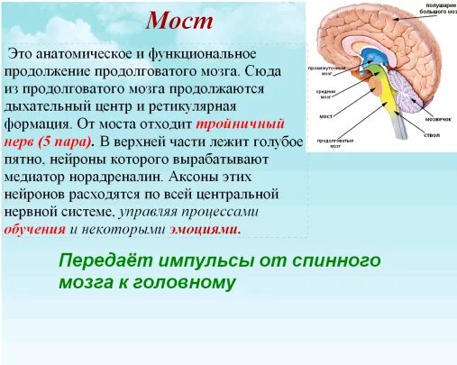 Каковы функции продолговатого