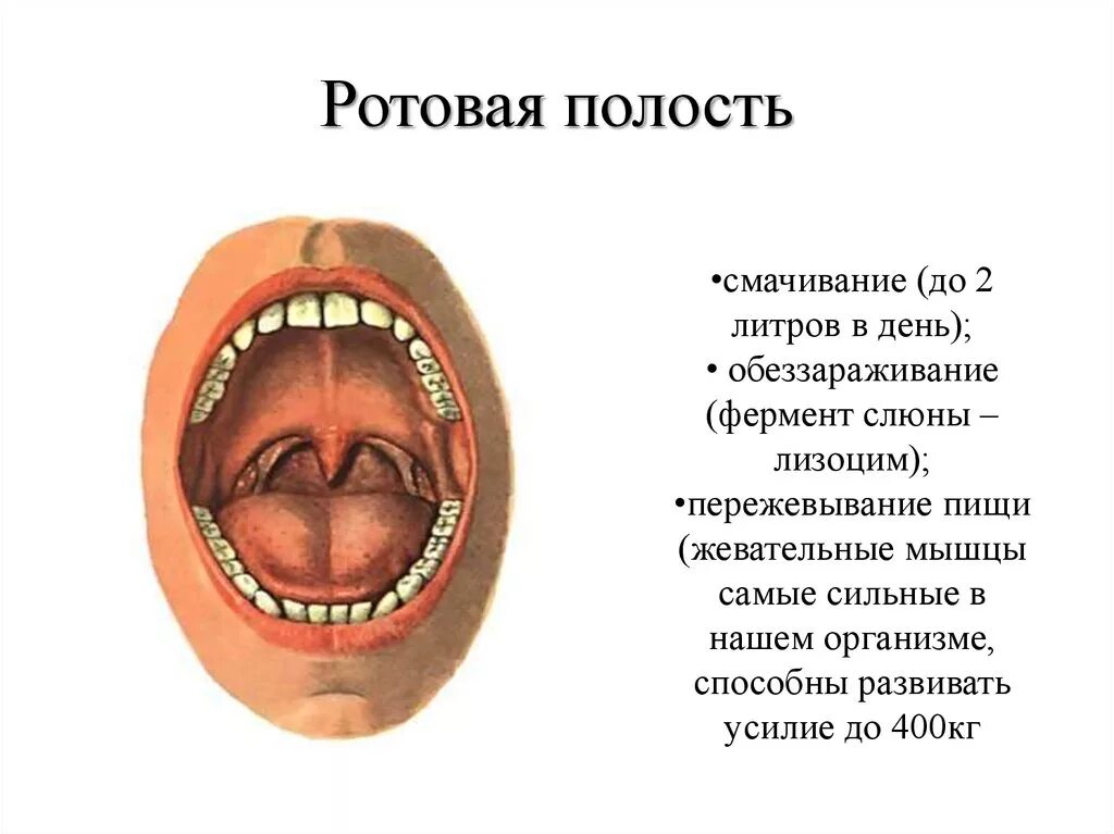 Среда в ротовой полости человека. Особенности среды ротовой полости. Ротовая полость среда ферменты. Ферменты ротовой полости активны