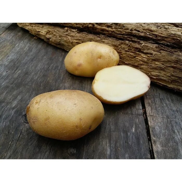 Картофель Лорх. Сорт картофеля Лорх. Сорт картофеля Лорх характеристика. Картофель семенной голубизна.