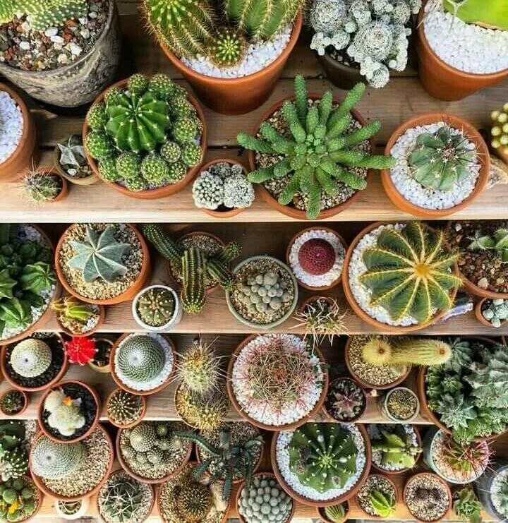 Суккуленты в кашпо. Суккуленты литопсы. Композиция из кактусов и суккулентов. Кактус флорес суккуленты. Cactus mini garden.