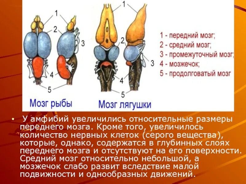 Развитие мозжечка у земноводных. Передний мозг амфибий. Продолговатый мозг у амфибий. Головной мозг лягушки. Средний мозг амфибий.