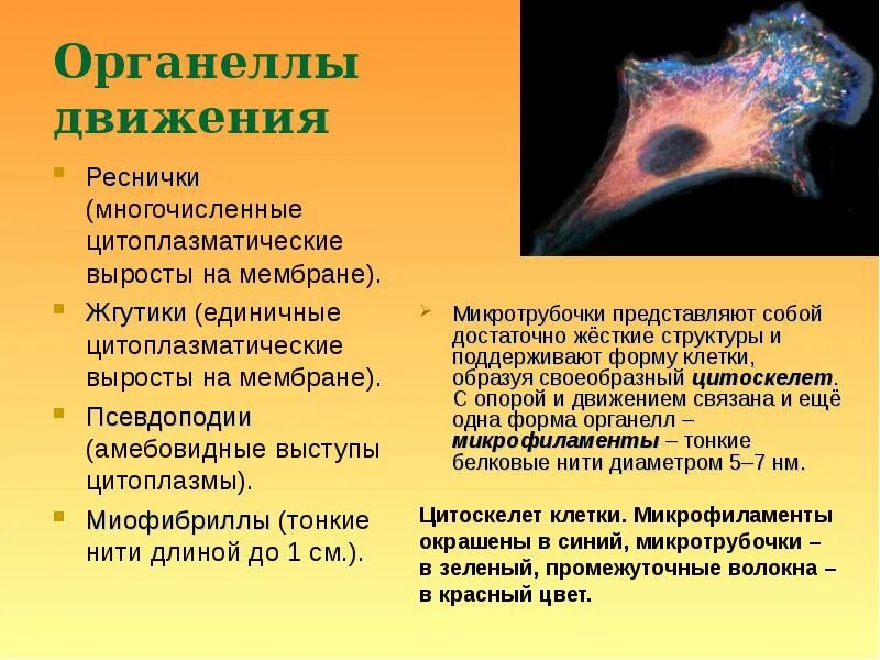 Движение клетки. Реснички органоиды движения. Выросты псевдоподии. Органеллы. Реснички органеллы движения.