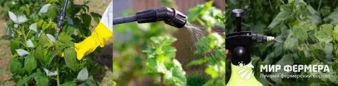 Малину можно обрабатывать бордосской жидкостью