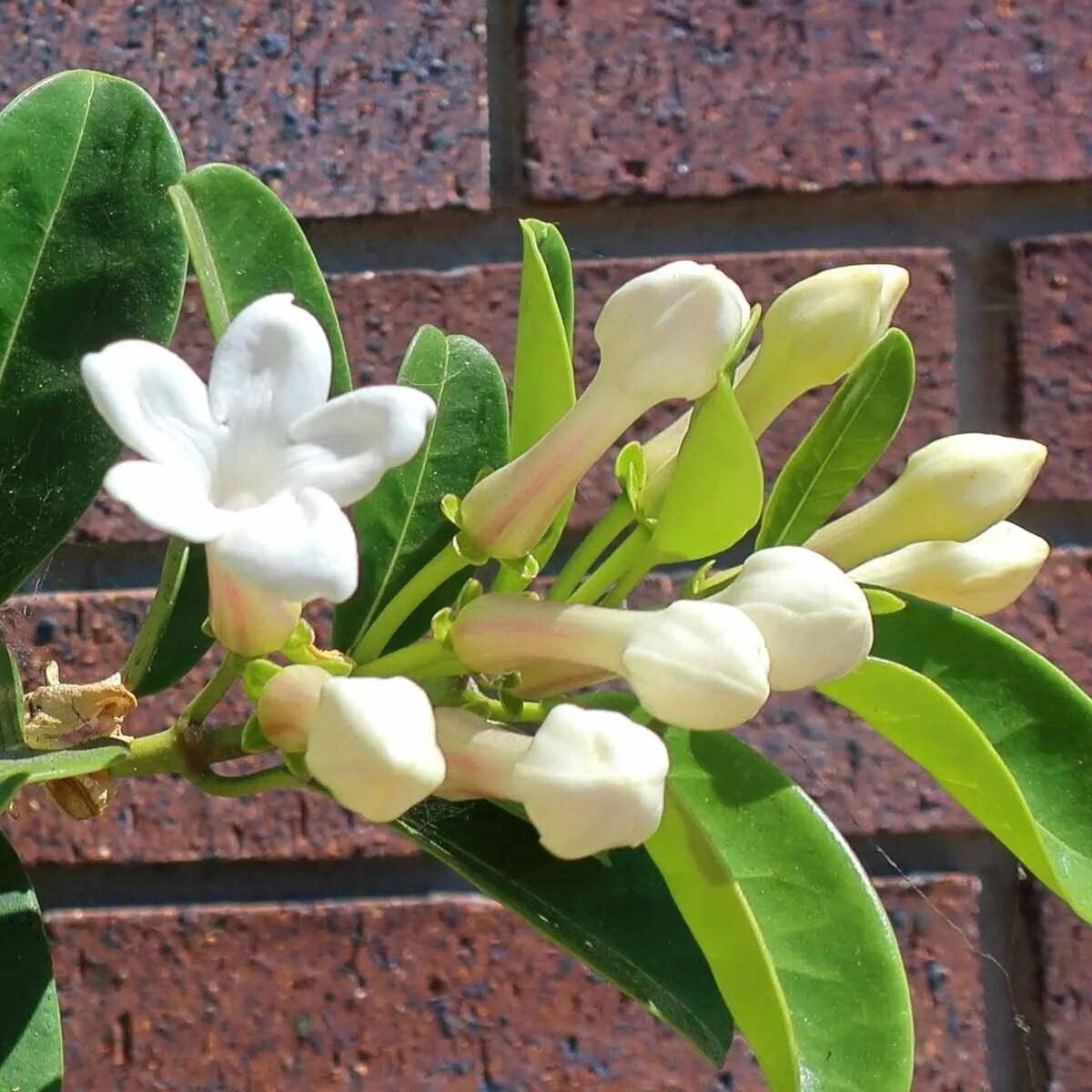 Стефанотис floribunda. Стефанотис stephanotis