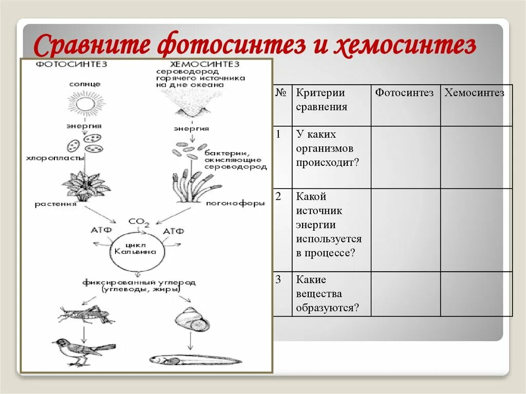 Хемосинтез источник. Фотосинтез и хемосинтез. Сравнение фотосинтеза и хемосинтеза. Процессы фотосинтеза и хемосинтеза. Сравнить фотосинтез и хемосинтез.