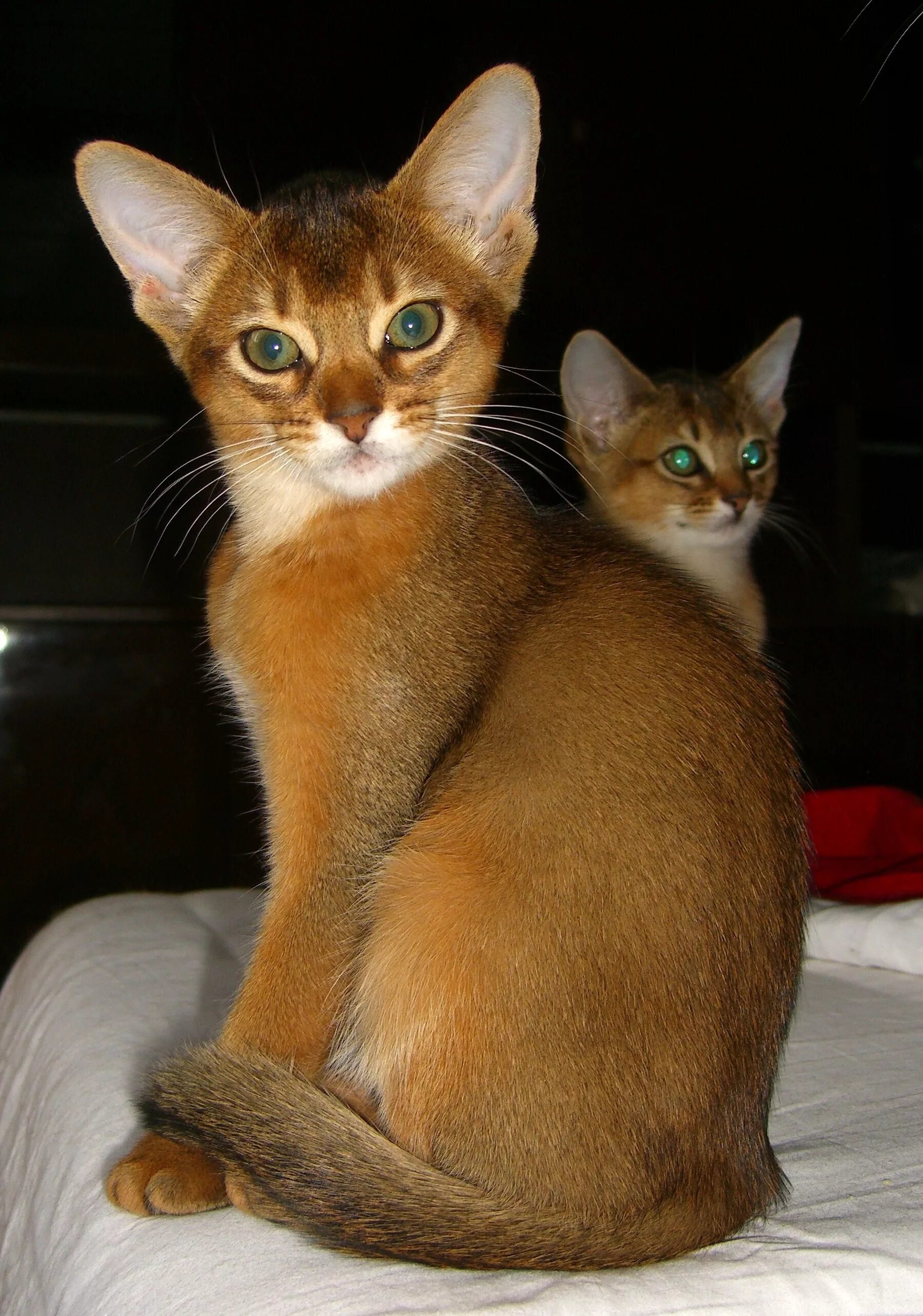 Фотографии абиссинскую породу. Абиссинская кошка Сорель. Абиссинская кошка дикий окрас. Абиссинский котенок соррель. Окрас Сорель Абиссинской.