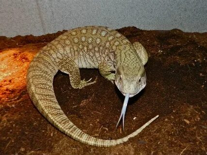 Капский варан