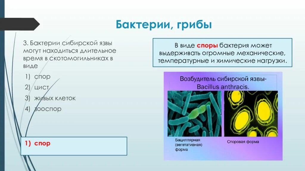 Установи соответствие между группами бактерий. Бактерии ЕГЭ презентация. Сибирская язва бактерия. В скотомогильниках выживает Сибирская язва. Споры бактерий.