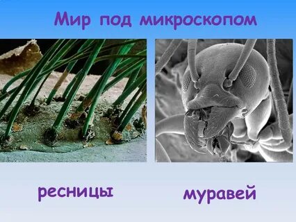 Реснички под микроскопом