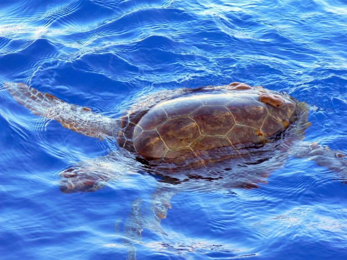 Floating turtle