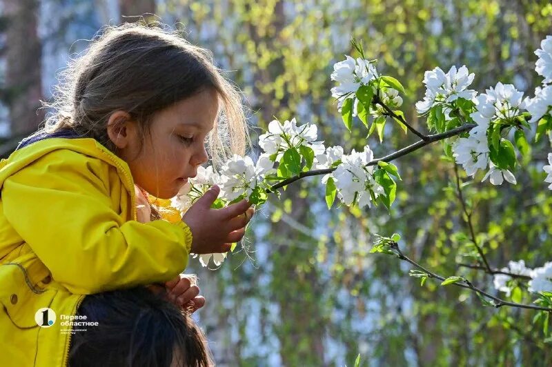 расцветали. цветение яблонь кирово-чепецк.