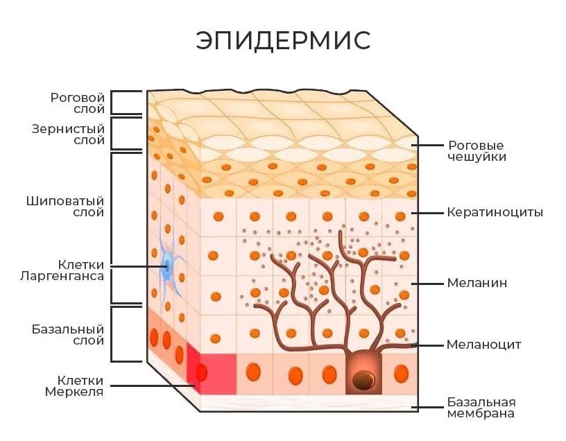 Какие три слоя кожи