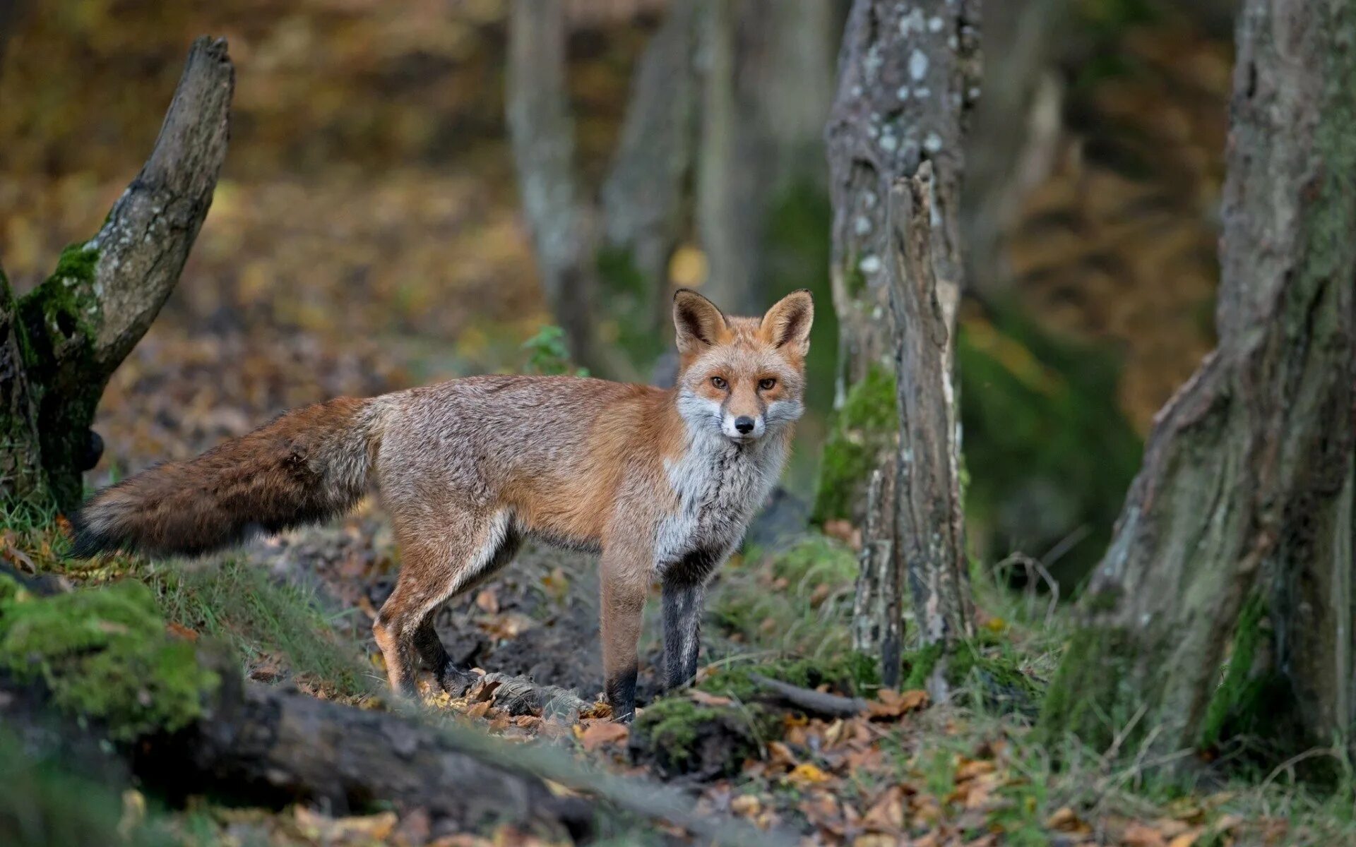 Us fox. Таганай лиса. Таганай Лисий. «Лиса в лесу». Лисы в дикой природе.