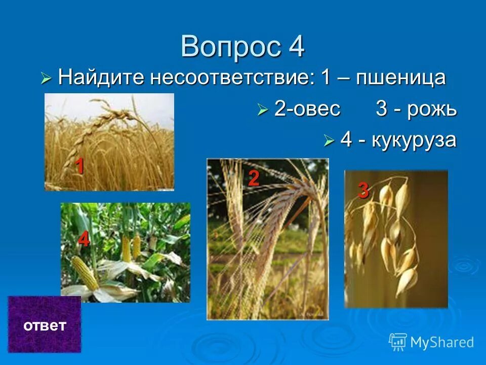 яровые и озимые культуры. рожь культурное растение. пшеница рожь ячмень овес. рассказ про рожь. культурные злаковые растения.