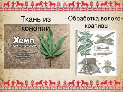 Крапива лена