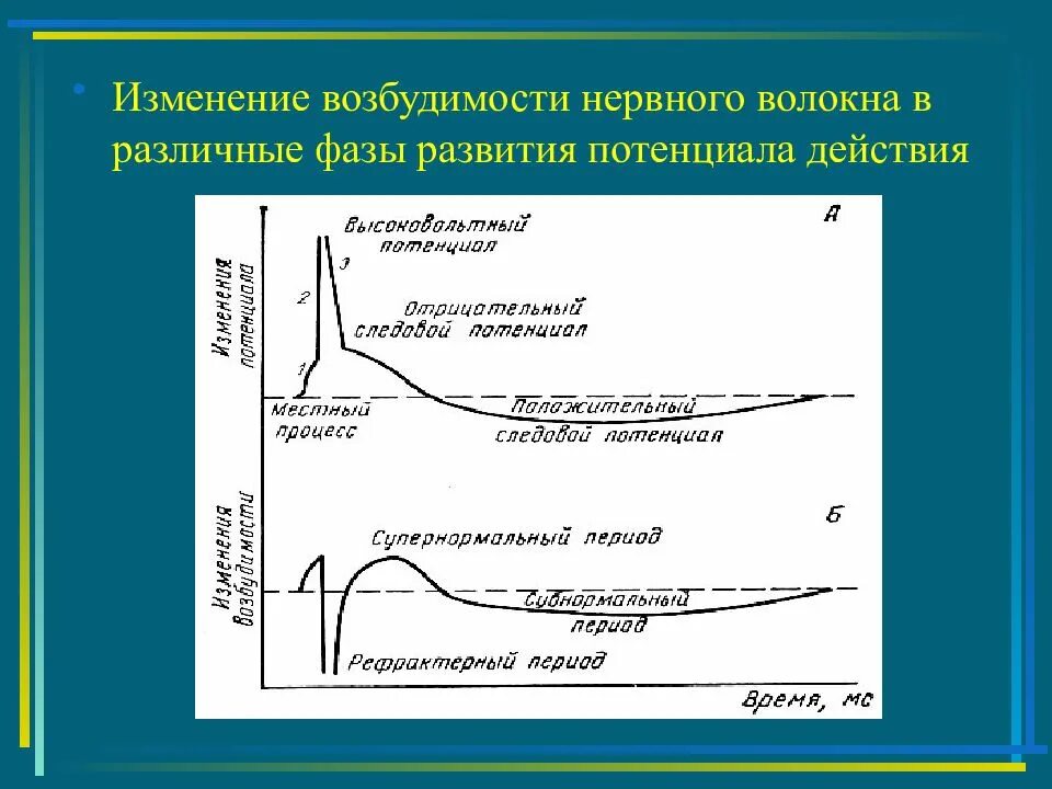 Фазы изменения возбудимости. Фазы потенциала действия и возбудимости. график потенциала действия нервного волокна. фазы потенциала действия нервного волокна. изменение возбудимости в нервном волокне..