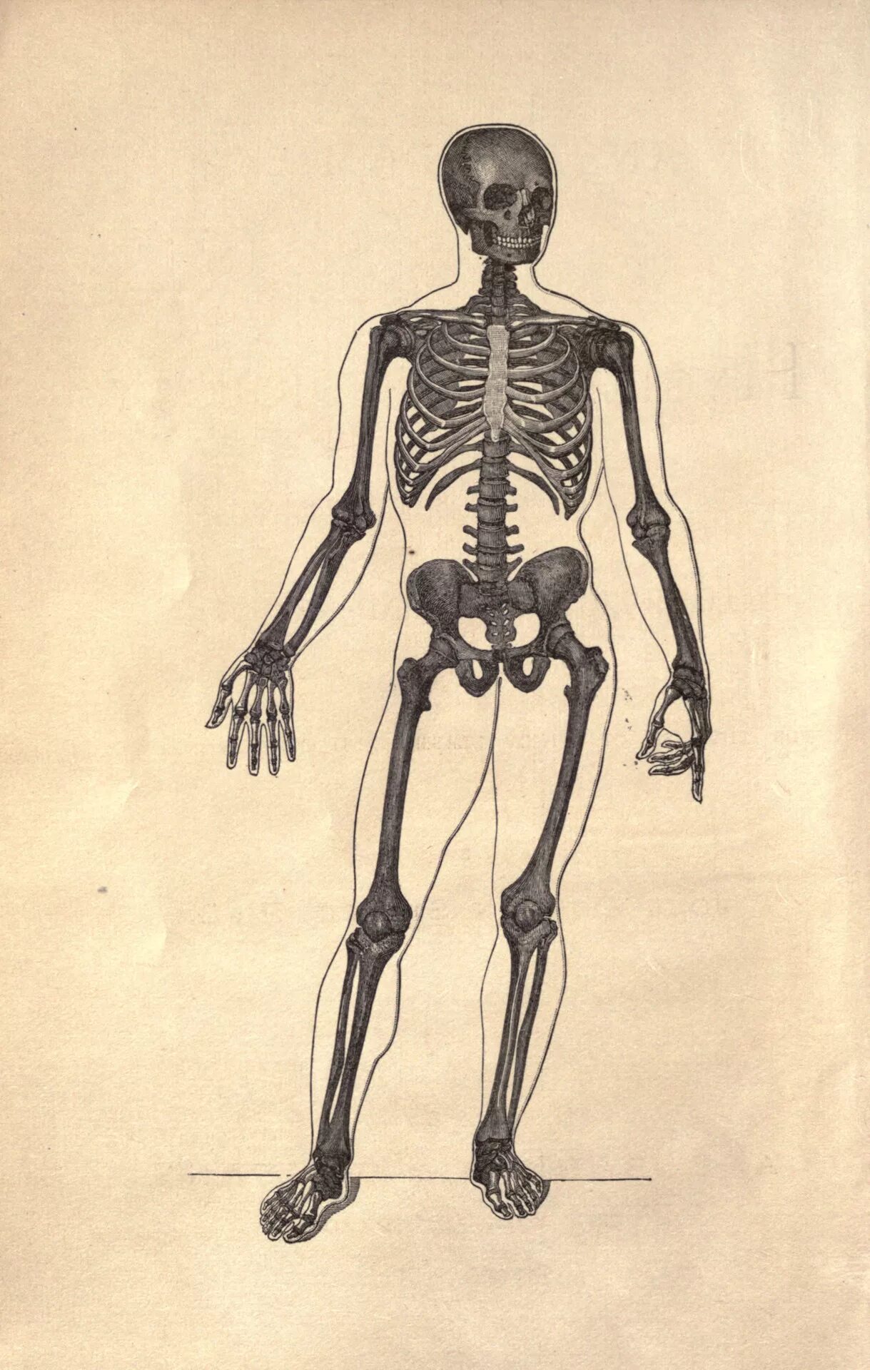 Кости первых текст. Creaking Bones. Brittle Bones Nicky. Rattle Bones.