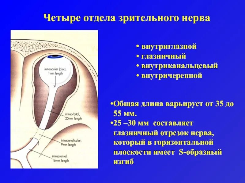 Зрительный нерв нерв анатомия. Отделы зрительного нерва анатомия. Внутриглазная часть зрительного нерва. Внутриглазная часть зрительного нерва латынь.