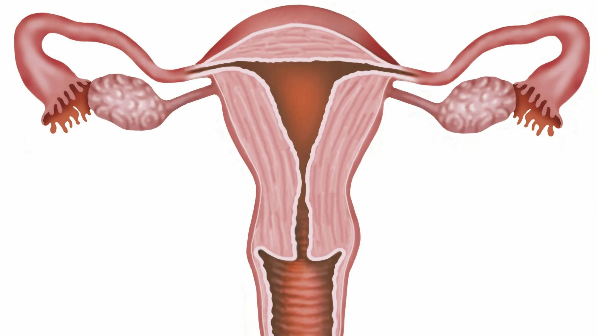 Женская половая труба. Строение матки. Здоровые женские органы. Цервикальный канал у женщин.