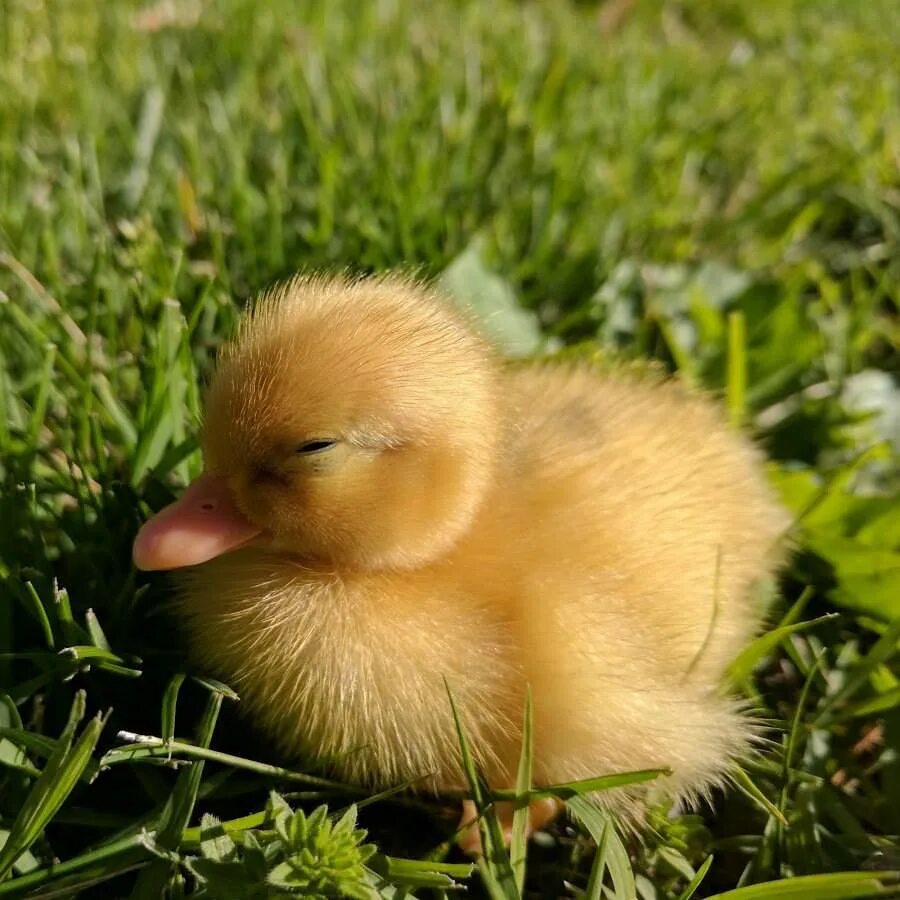 Милые уточки. Милую уточку. Умненок. Милую уточку. Милые уточки.