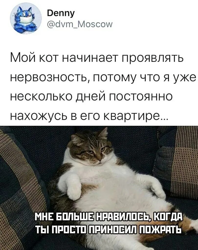 Пухлый кот. Кот борис. Кот и книга стихи. Невежа и невежда разница. Невежа и невежда.