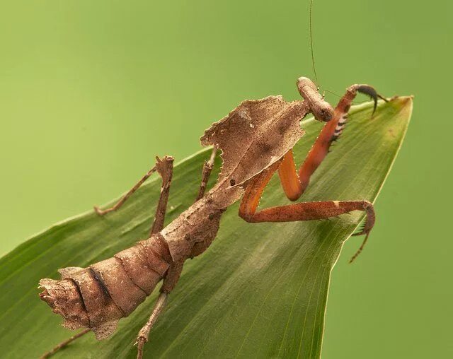 Богомол Deroplatys lobata. Dead Leaf Mantis. Iris polystictica богомол. Богомол обыкновенный коричневый. Богомол черты приспособленности