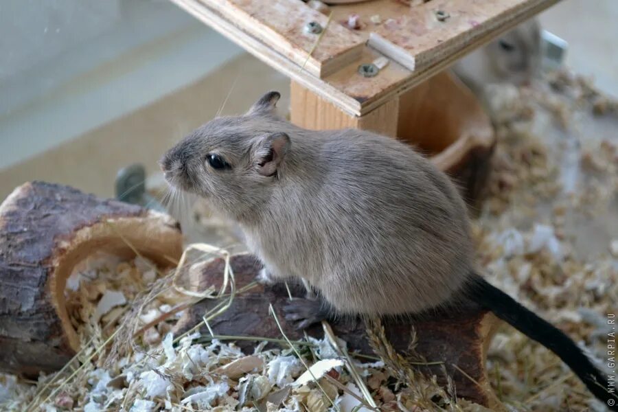 Гребенщиковая песчанка. Gerbil песчанка. Пушистохвостая песчанка. Песчанка где. Африканская песчанка.