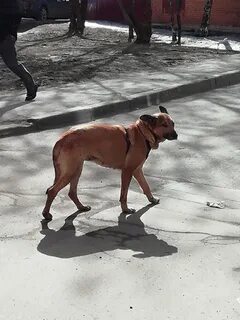 Замечена собака