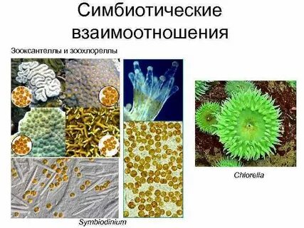 Отношения между водорослью зоохлореллой и амебой