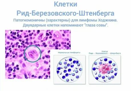 Бинарное деление образуются двуядерные и многоядерные клетки