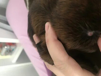 Шишка чем помазать