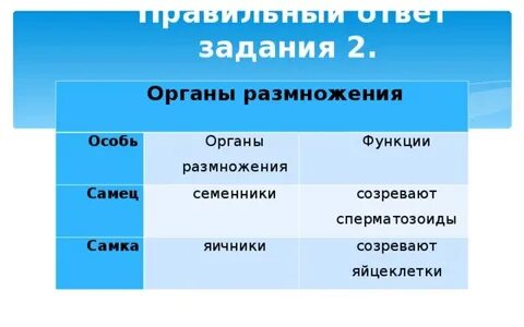 Органы размножения функции