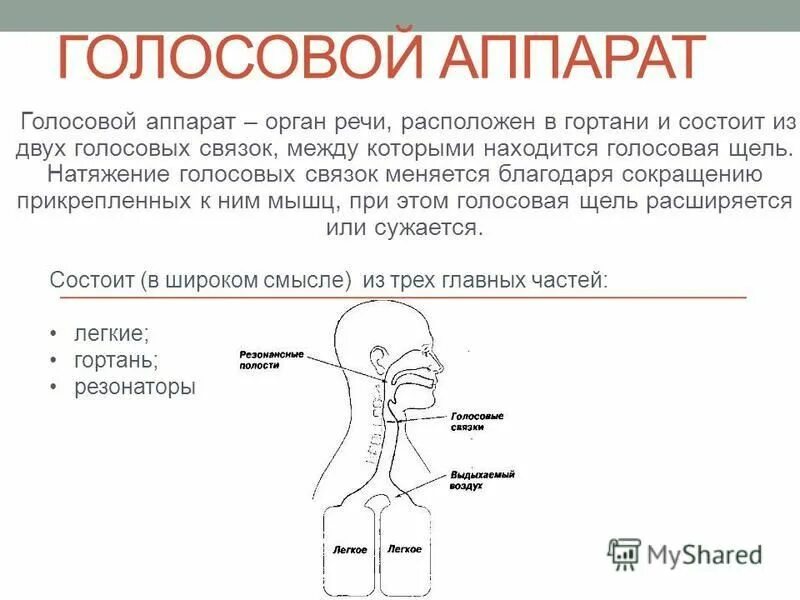 Голосовое на 2 часа. Голосовой аппарат. Строение голосового аппарата. Голосовой аппарат гортани расположен. Резонаторы в голосовом аппарате человека.