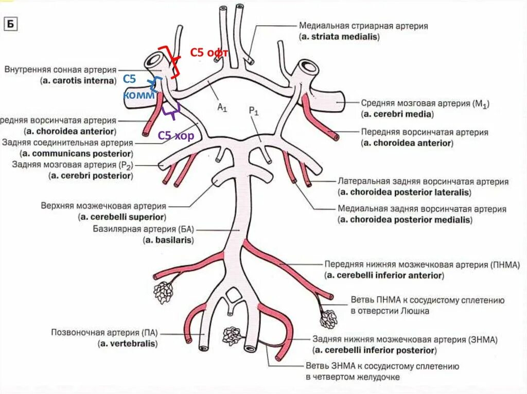 Виллизиев круг сосуды. Сегменты артерий головного мозга схема. Ветви средней мозговой артерии схема. Виллизиев круг сегменты мрт. Внутренняя Сонная артерия схема.