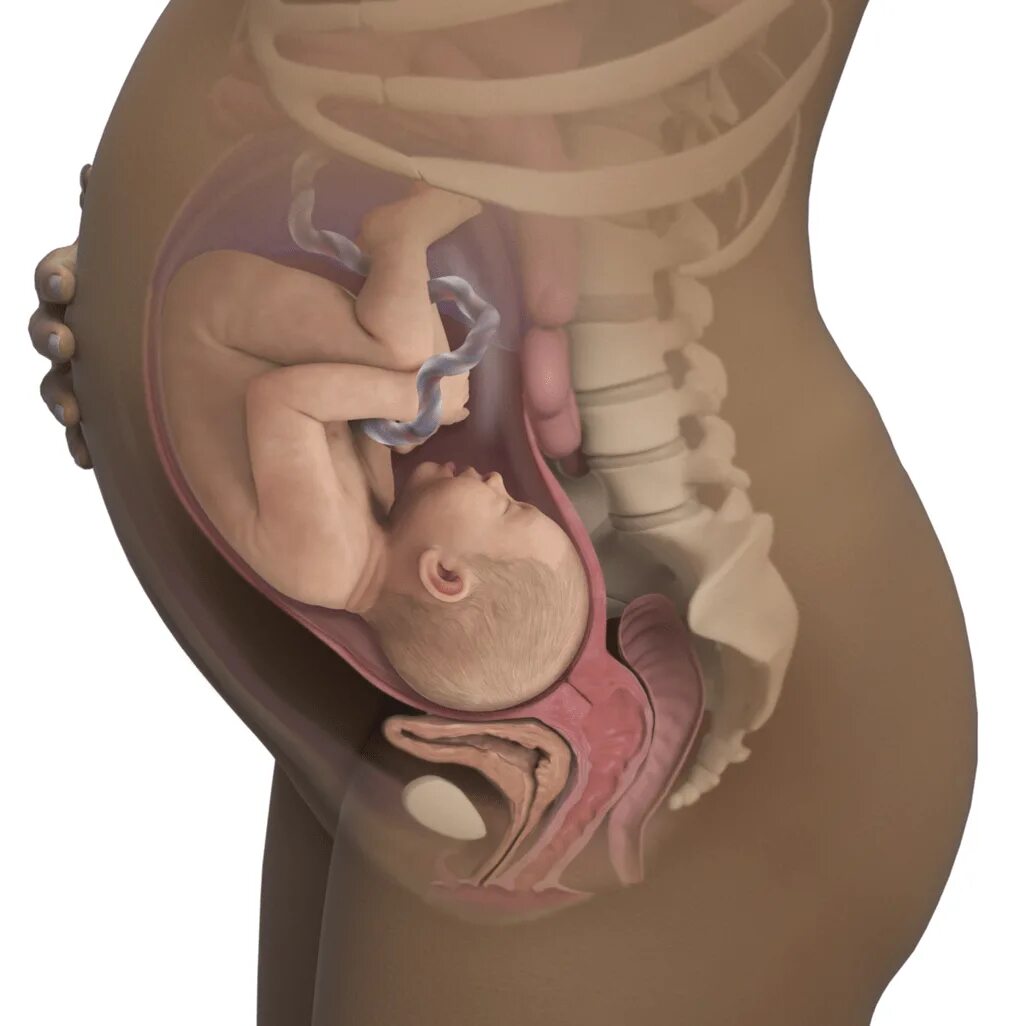 Малыш на 34 неделе беременности в утробе. Расположение ребенка на 9 месяце. Беременность 34 недели лобковая. Расположение ребёнка на 34 неделе. 34 неделя беременности младенец.