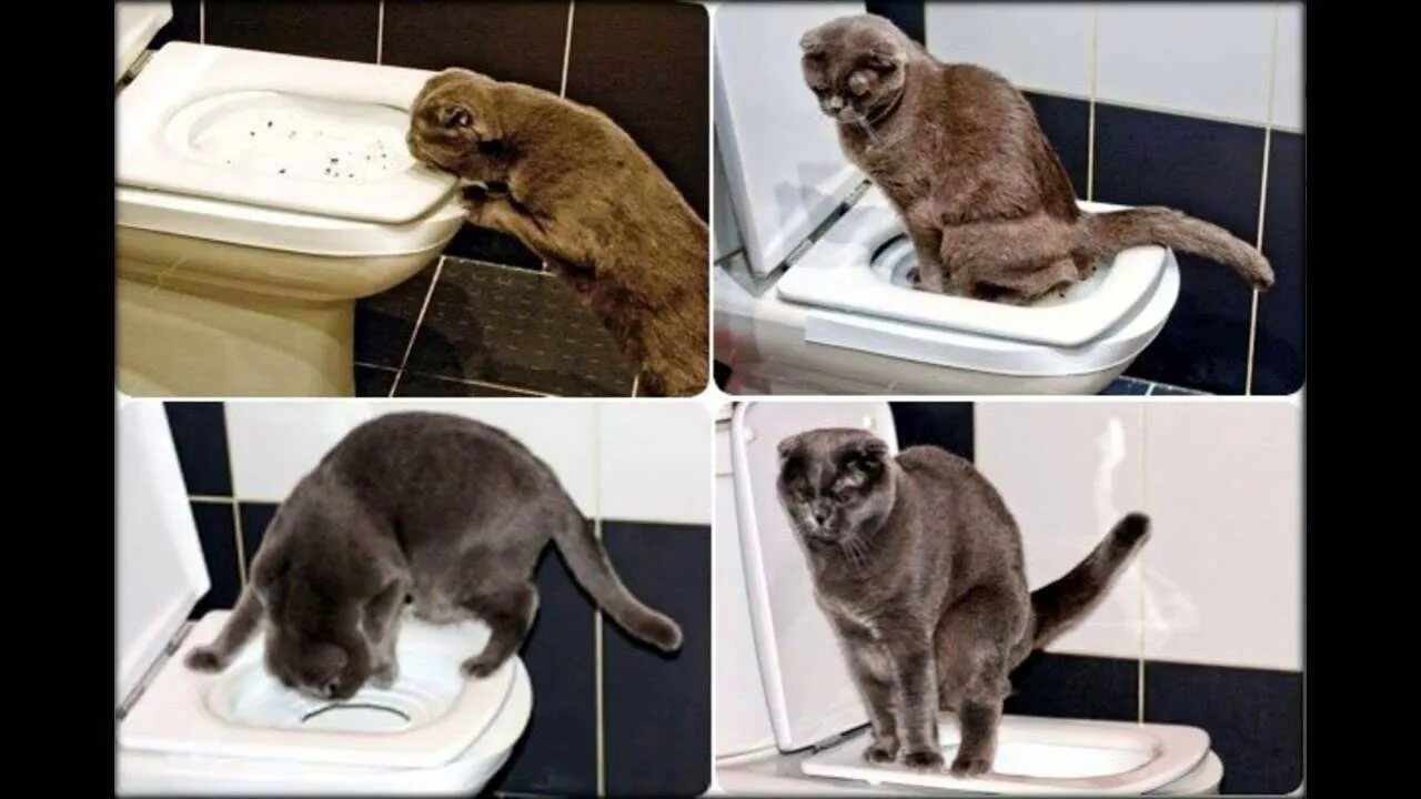 Сколько раз котенок ходит по большому. Приучение кота к унитазу. Кот какает мимо лотка. Унитаз для кошек. Туалет для приучения кошек к унитазу.