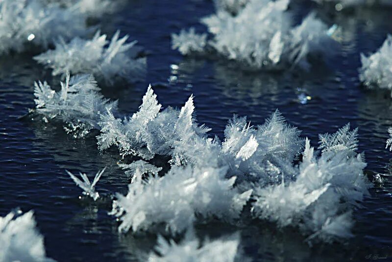 Ледяные цветы. Арктические ледяные цветы. Ледяные кувшинки. Ледяной цветок в природе. Лед явление природы