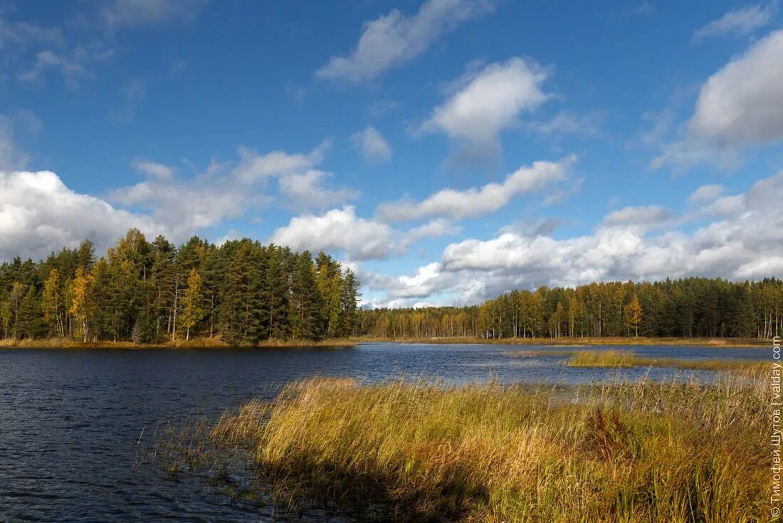 Озеро велье новгородская