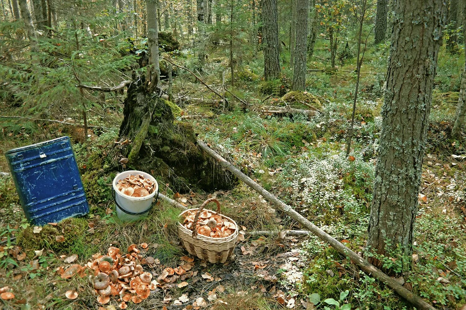 В каких местах растут рыжики. Рыжики в лесу. рыжиковые места.