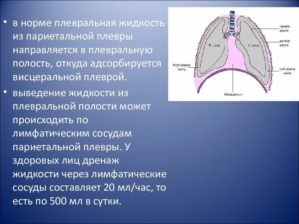 Субплевральные отделы легких