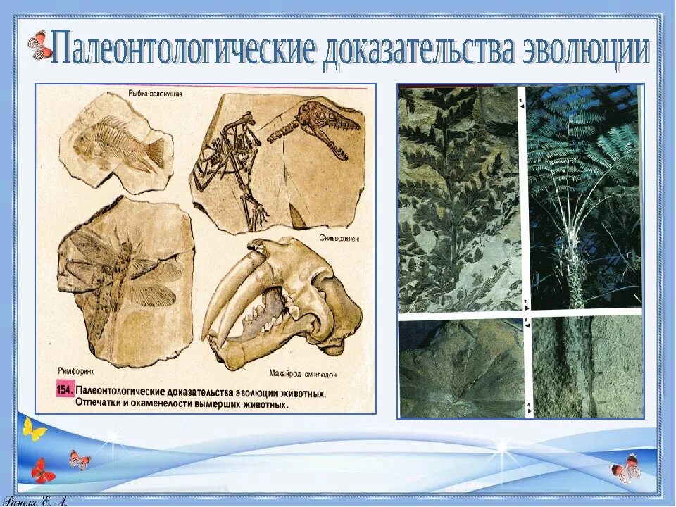 Палеонтологические доказательства. Палеонтологические доказательства теории эволюции. Доказательства палеонтологии. Наука изучающая развитие живой природы по окаменелостям