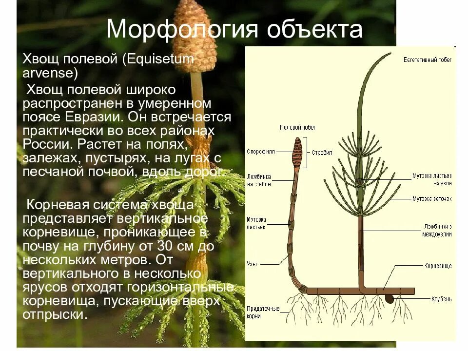 Спорангий у хвоща. Хвощ полевой морфология. Вегетативный побег хвоща. Надземные побеги хвоща полевого. Хвощи корень водоросли